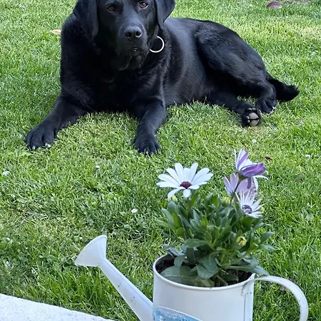 Les Persiennes * Auvers-sur-Oise